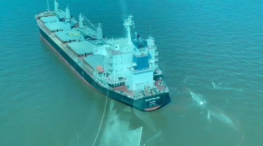 Detectan un caso de cepa Delta en un barco fondeado en Ensenada