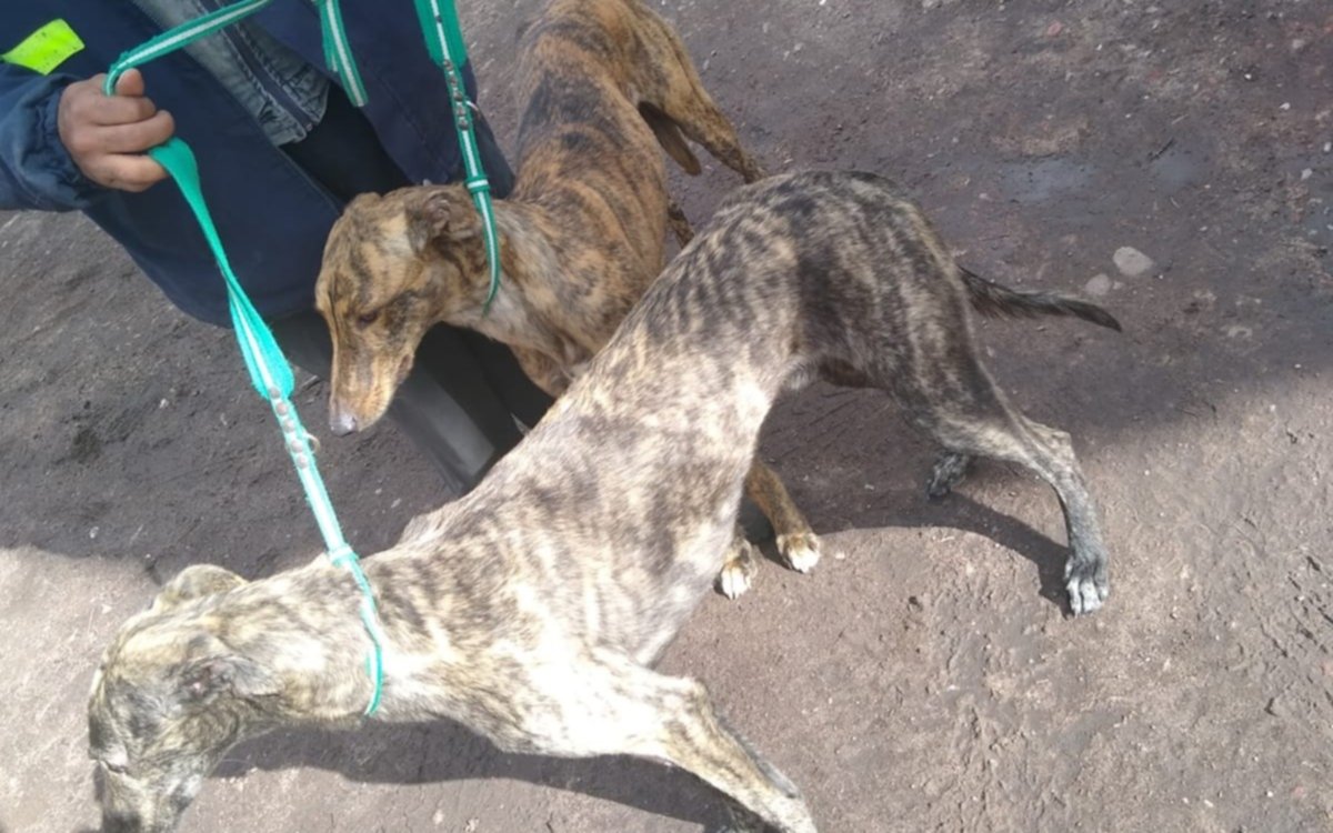 Detienen a dos hombres cazando ilegalmente animales con Galgos en Olmos