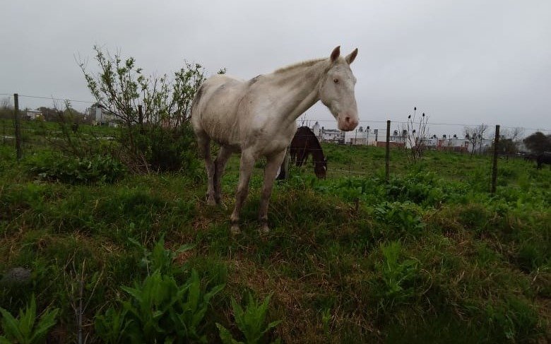 Preocupación por un caballo suelto en Berisso