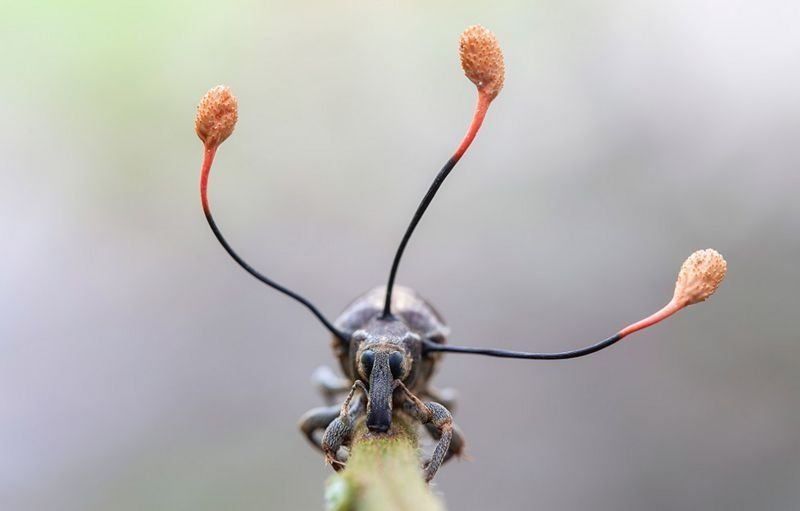 La bella foto de un "hongo mutante" y un insecto que tiene un secreto escabroso