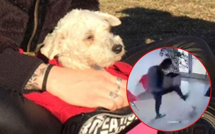 El árbitro acusado de atacar a una caniche toy irá a juicio oral y público