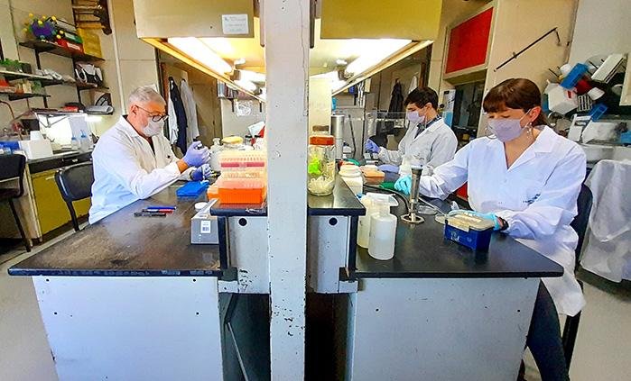 CoroVaxG.3, la apuesta argentina genera una potente respuesta inmune