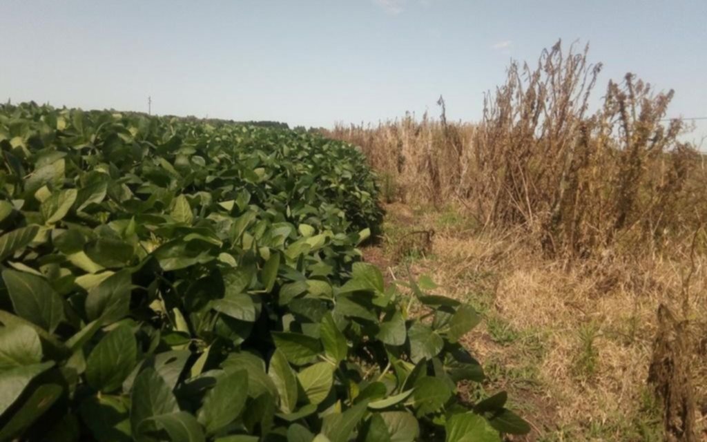 La soja sufre la mayor caída en 15 años mientras crece el área de casi todos los cultivos de verano