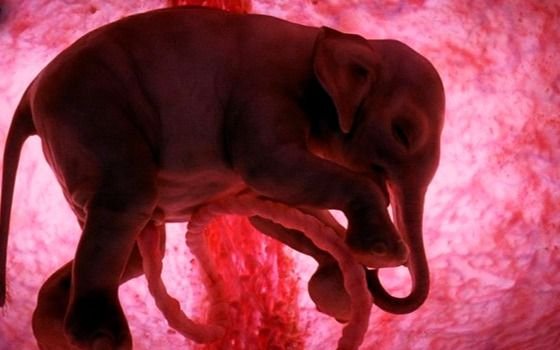 Tratan de regenerar una especie de mamut extinguido a través de secuencias genéticas