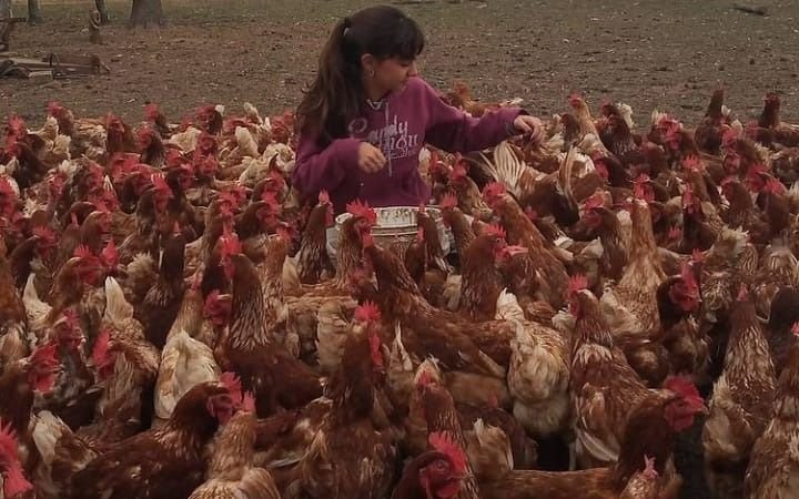 La increíble historia de Abril: empezó a criar 10 gallinas en pandemia, ahora tiene 800 y vende huevos a todo su pueblo