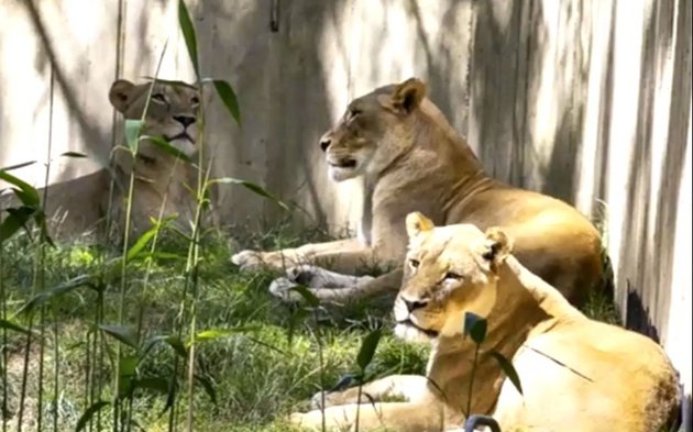 Seis leones y tres tigres del zoológico de Washington contrajeron  coronavirus