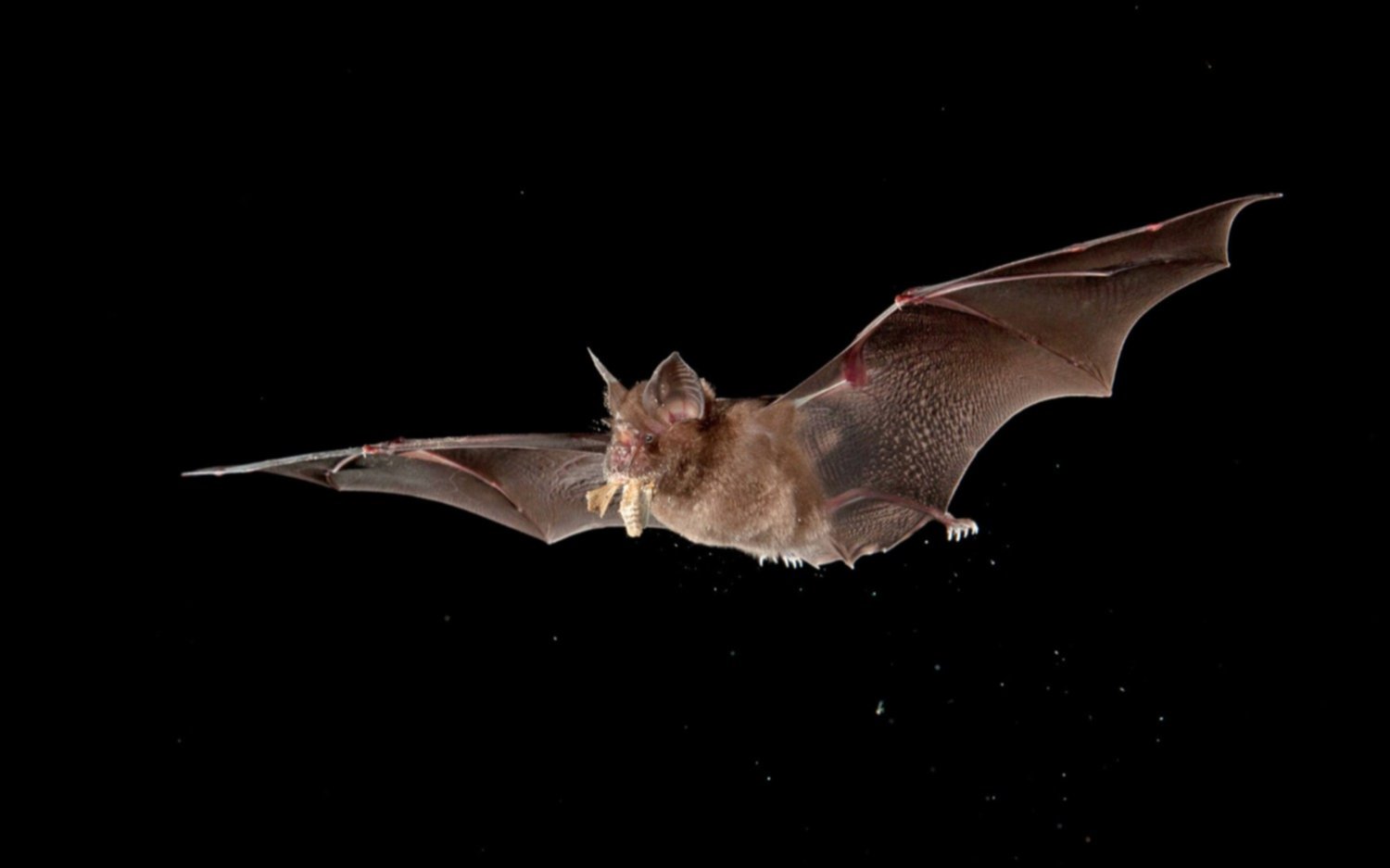 Revelan que un laboratorio de Wuhan planeaba infectar murciélagos para estudiar riesgos en humanos