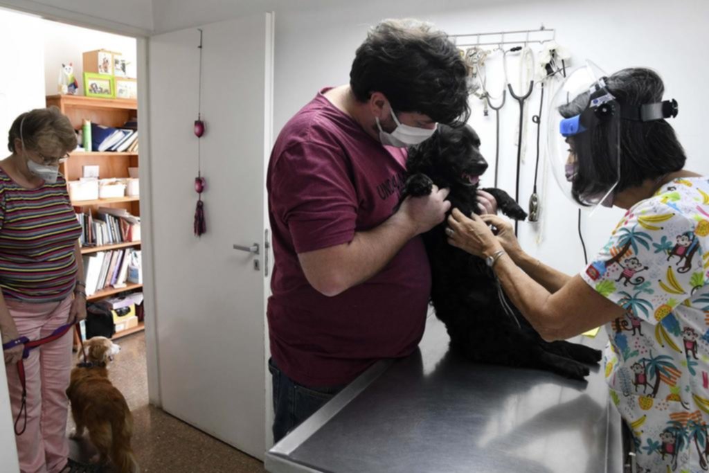 Rabia en mascotas: alertan por la baja vacunación