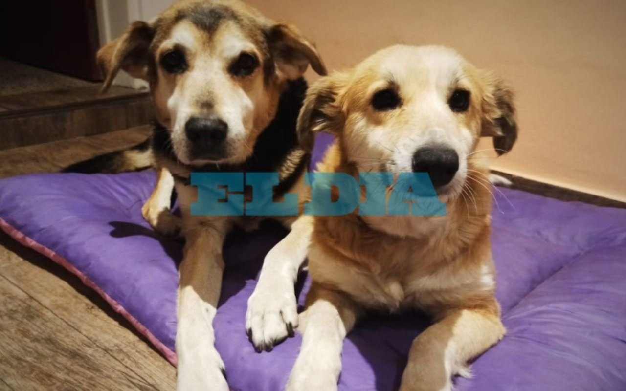 Rescata animales y pide que las veterinarias castren gratis en el mes aniversario de la ciudad