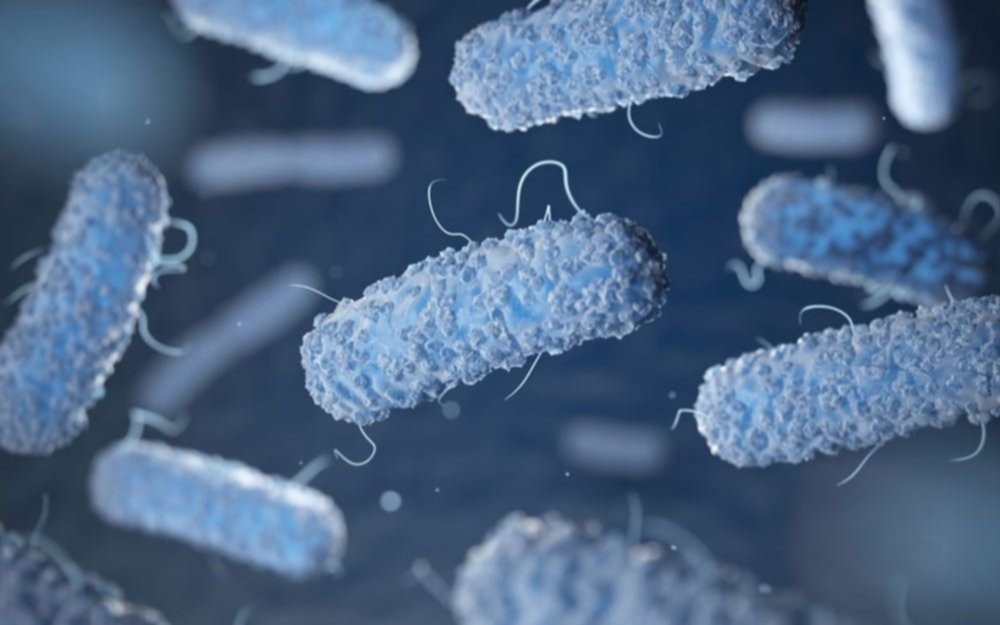 Qué es la Legionella, cómo se transmite y por qué puede causar enfermedad mortal