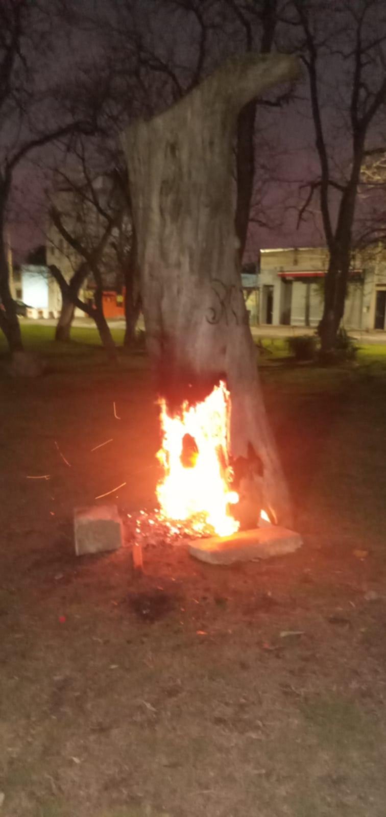 Alarma por ataques contra árboles en la rambla de 72