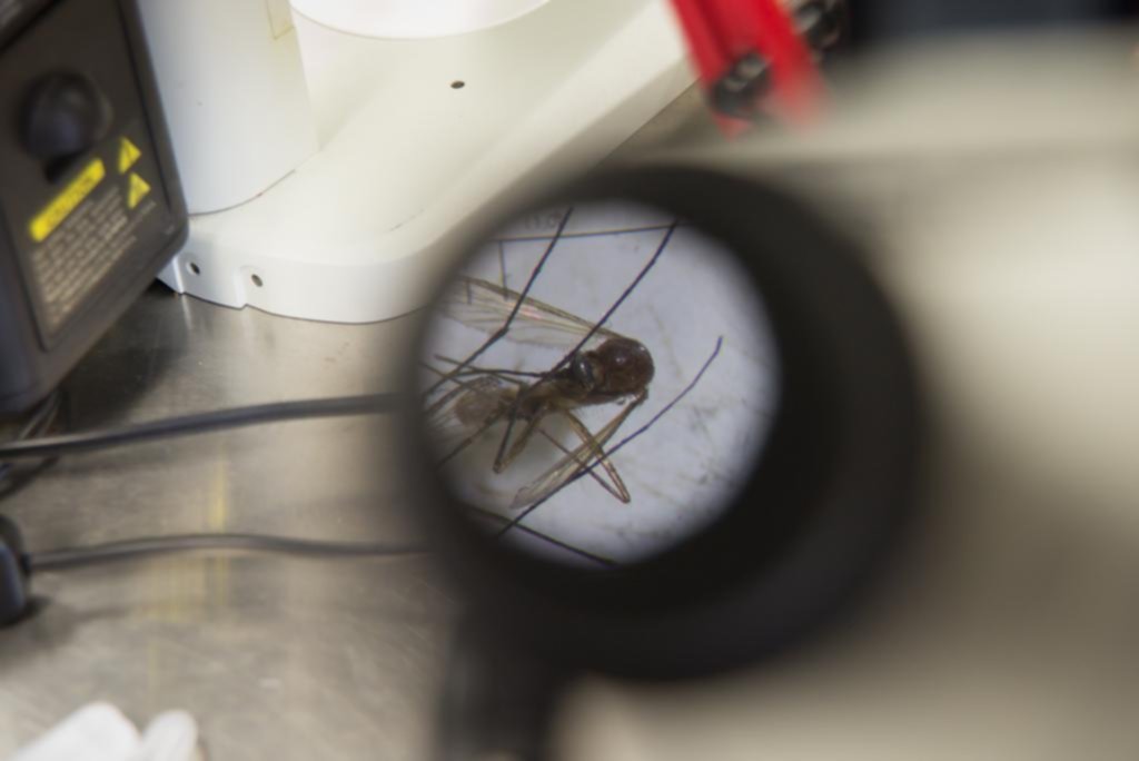 Tendencia: Aedes aegypti; jaque al mosquito viral