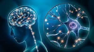 Cerebros distintos: los humanos modernos, con más neuronas que los neandertales