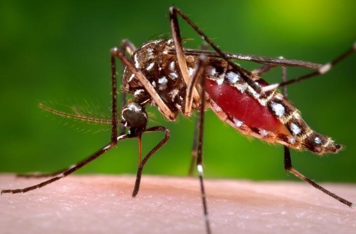 Ante la llegada del calor, renuevan tareas para prevenir el dengue