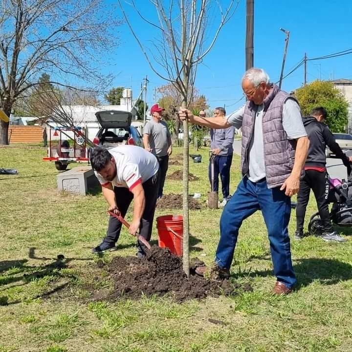 Plantaron tilos y fresnos en el barrio Centinela