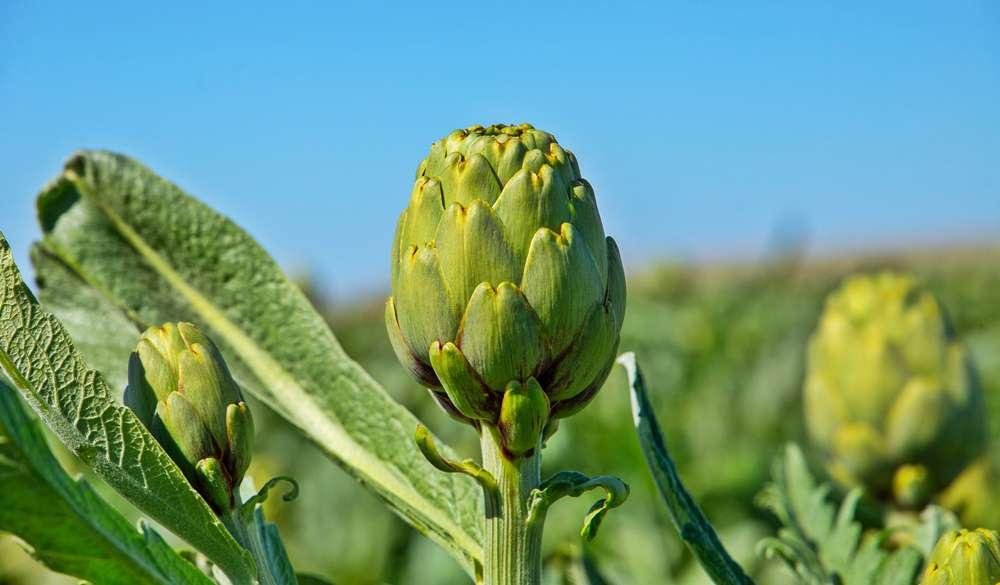La Plata en imágenes: a poco de la Fiesta del Alcaucil
