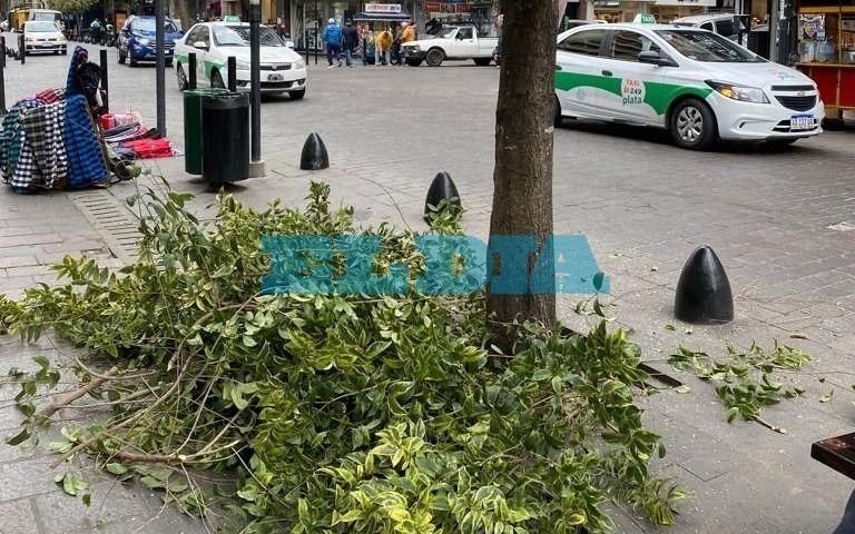 Otro fallo de la Justicia para que no avance la poda de árboles en La Plata