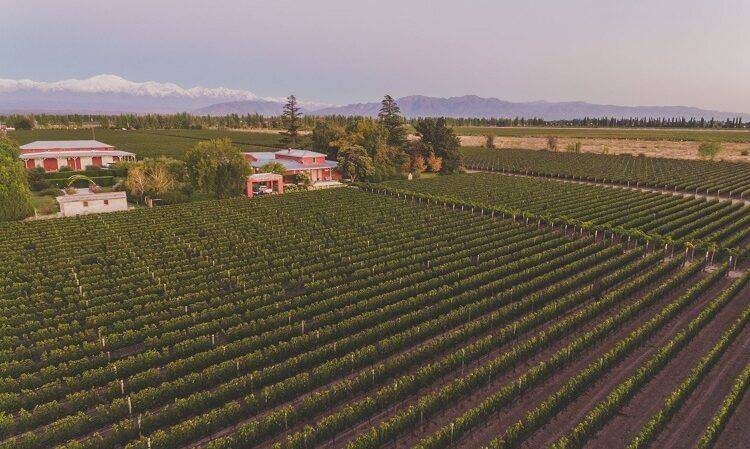 Nueva cosecha de Quieto Rosado de Cabernet Franc
