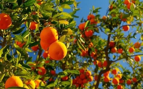 Declaran Patrimonio Natural  a los naranjos amargos de Bernal