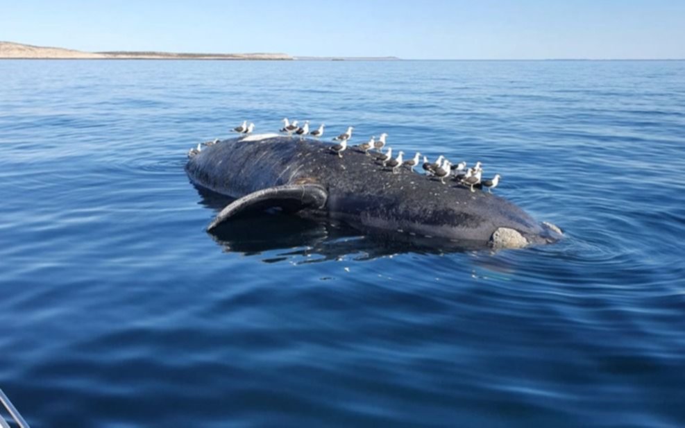 Misteriosa aparición en Chubut de seis ballenas que fueron encontradas muertas en Puerto Pirámides