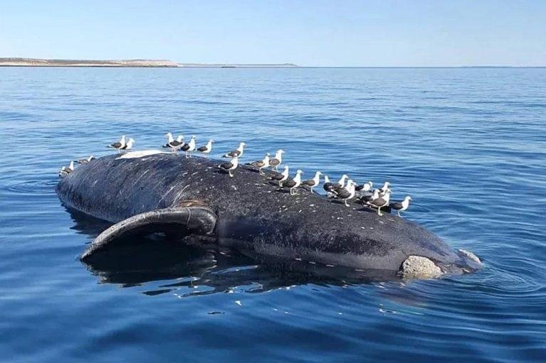 Misteriosa aparición de siete ballenas muertas cerca de Puerto Pirámides