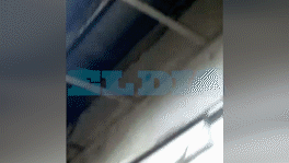 Así una rata "del tamaño de un gato" se pasea por una escuela de La Plata: indignación y sentada