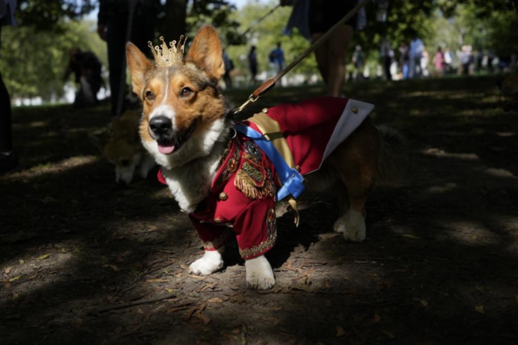 Desfile de perros corgis en un homenaje a Isabel II