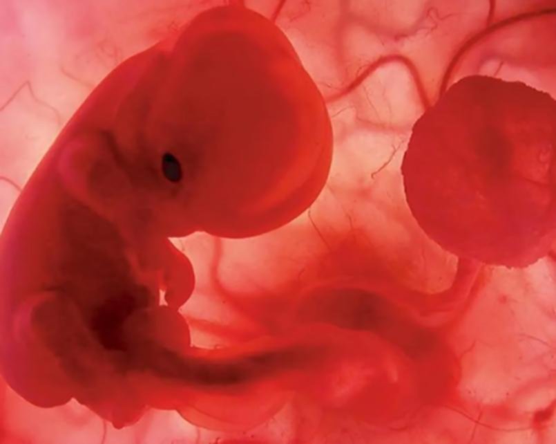 Embriones humanos: los crean sin óvulos ni esperma