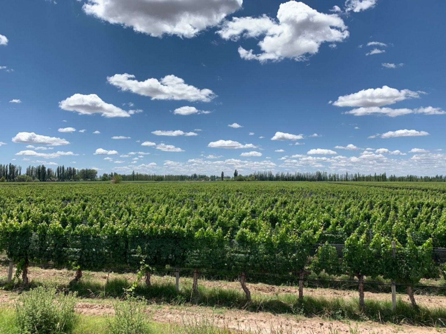 Nuevo vino de Cimarrón Wines