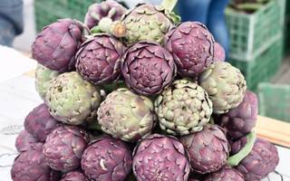 Llega el AlcachoFest, el agroturismo de los alcauciles platenses