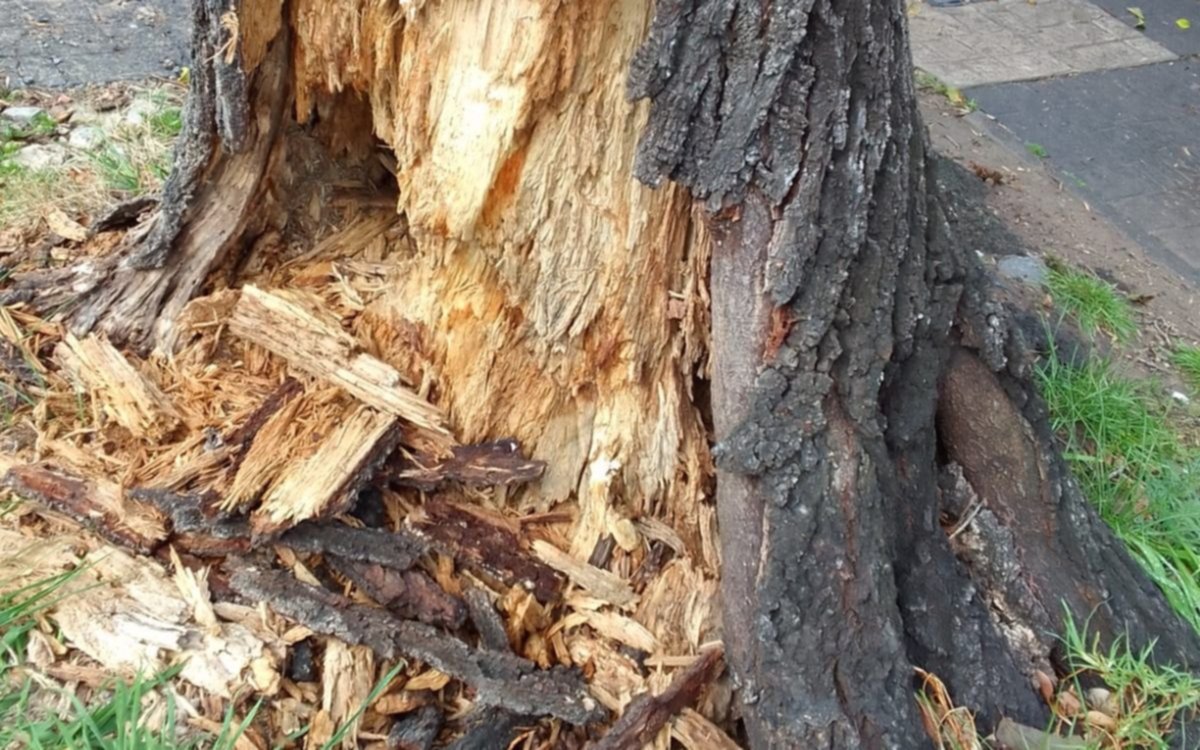 En Villa Elvira, piden remover un árbol ahuecado: "Hicimos varias denuncias y no nos escucharon"