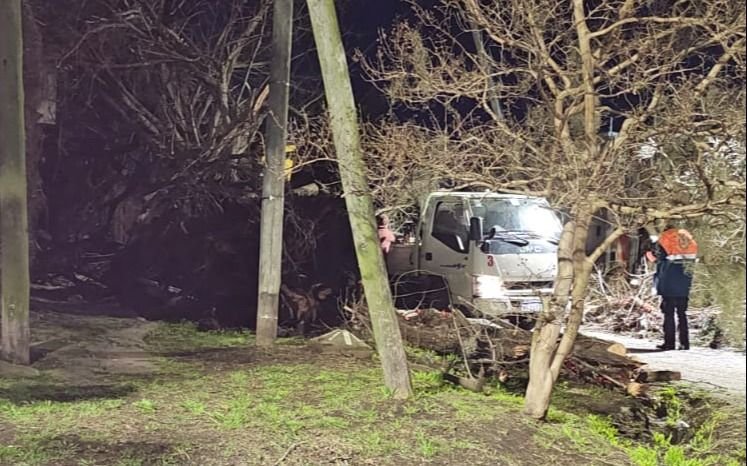 Se cayó un pino en Villa Elvira: trabajan para despegar la calle