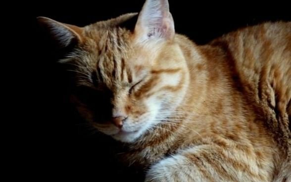Dolor y furia en La Plata: denuncian matanza de gatos con "carne envenenada" y le apuntan a "alguien del barrio"