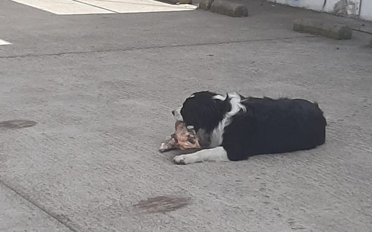 En La Plata, una estudiante de Medicina captó a un perro mordiendo una cadera humana