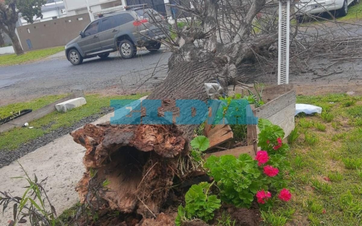 Se cayó un árbol enorme y dos mujeres se salvaron de milagro en un barrio de La Plata