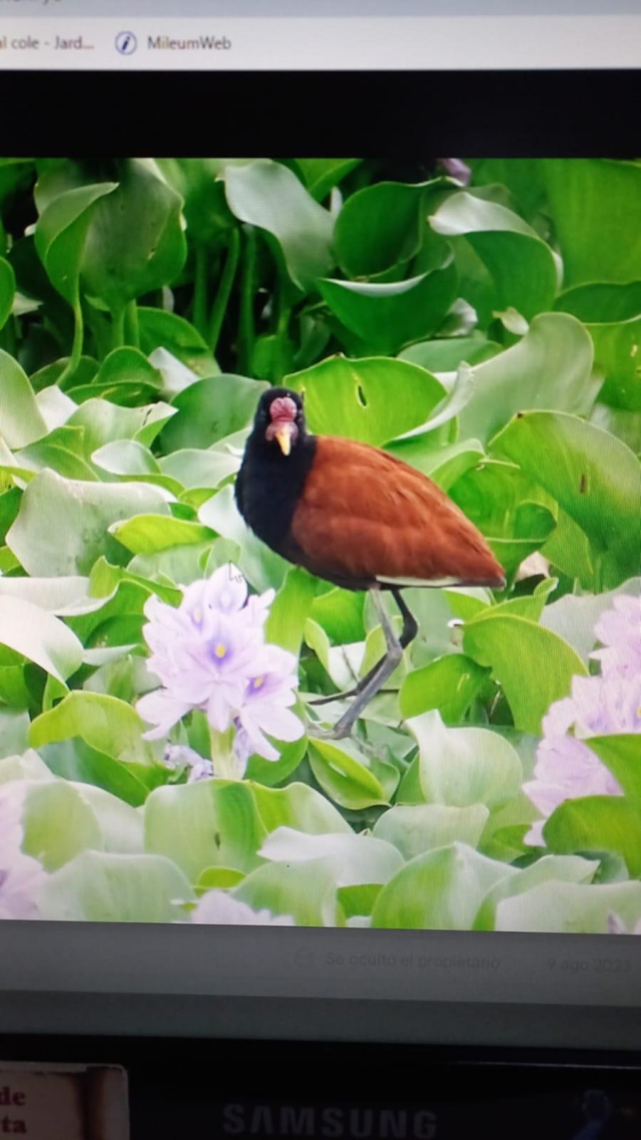 Muestra de fotos sobre biodiversidad en el Museo 