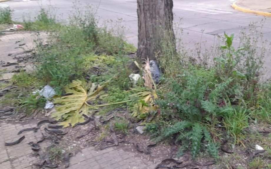 Reclaman por un basural en 2 y 34