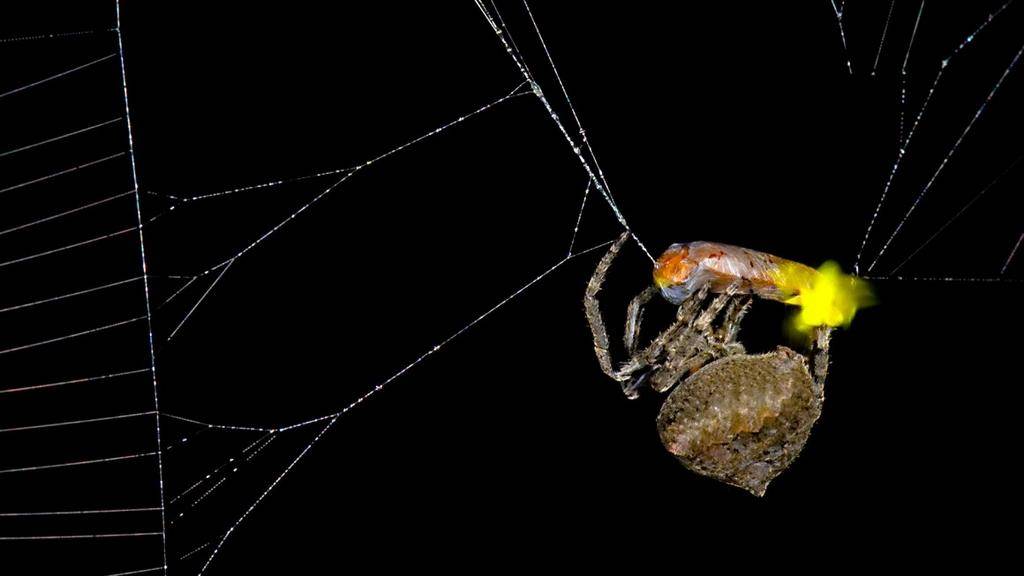 Maestra del engaño: una araña manipula la luz de las luciérnagas para lograr más presas