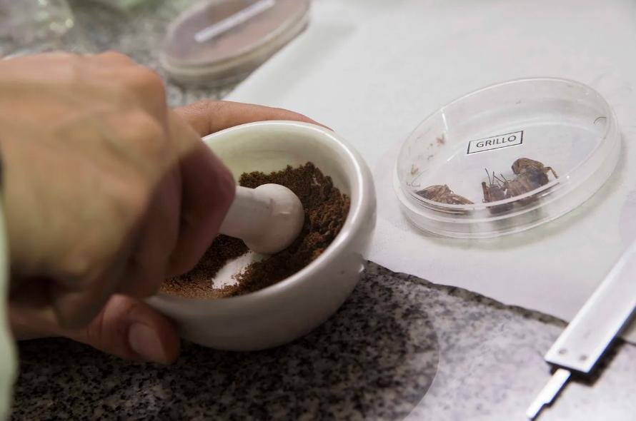 Desde la UNLP proponen usar harina de grillos para la producción de pan