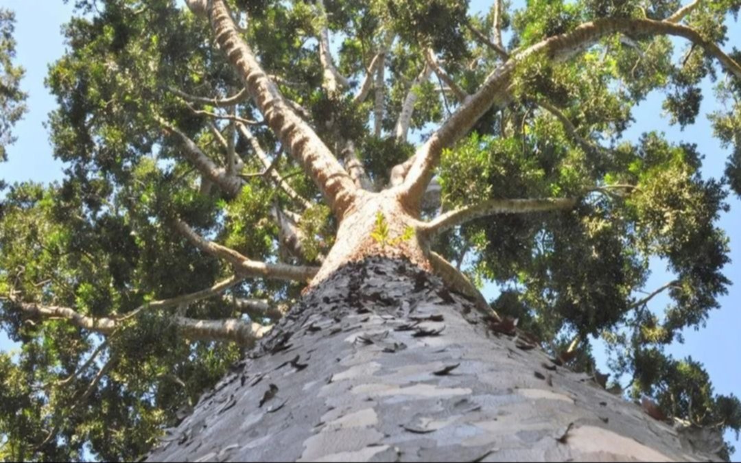 Otro ataque al Árbol de Cristal del Parque Pereyra, que "llora sangre"