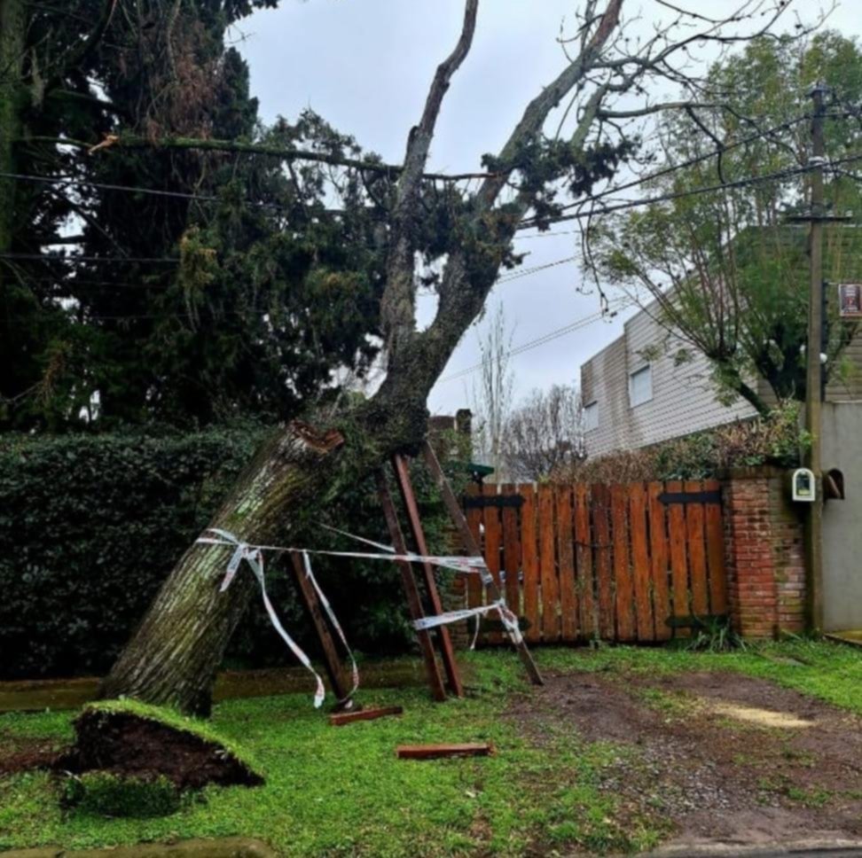 Quejas por un árbol que cayó, fue apuntalado pero genera mucho peligro