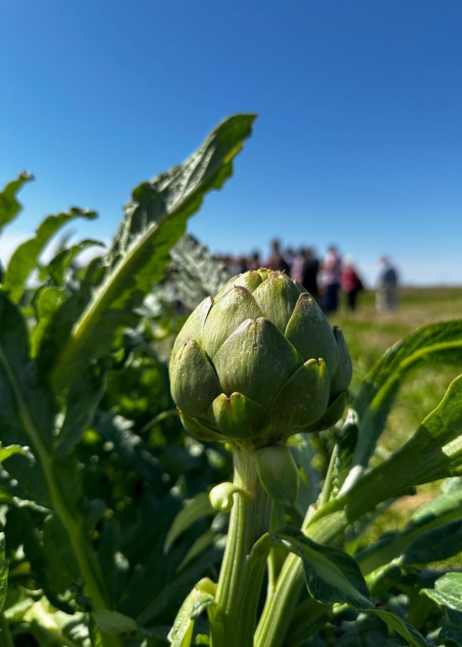 Fiesta del Alcaucil: el producto estrella de la Ciudad se viste de gala