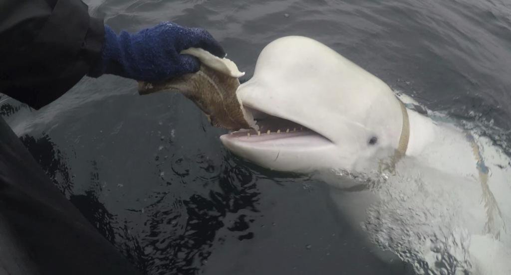 Adiós a la célebre ballena “espía rusa”