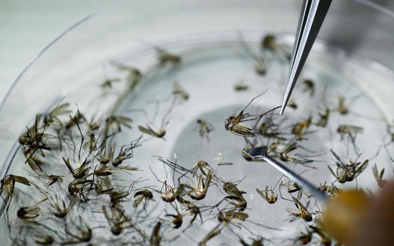 Advierten que tras la lluvia y con el calor, llegan los mosquitos: recomendación clave contra el dengue