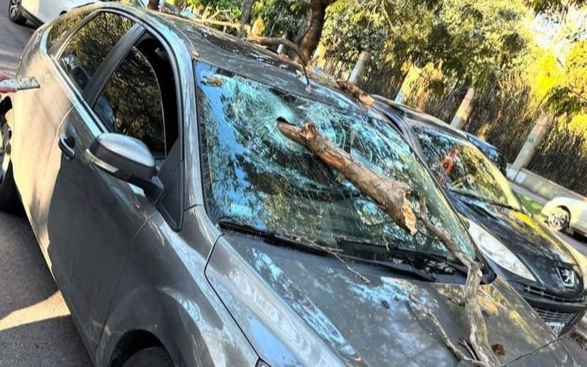 Como en "Destino Final": en el Bosque, una rama se incrustó en un auto y su conductor se salvó por centímetros