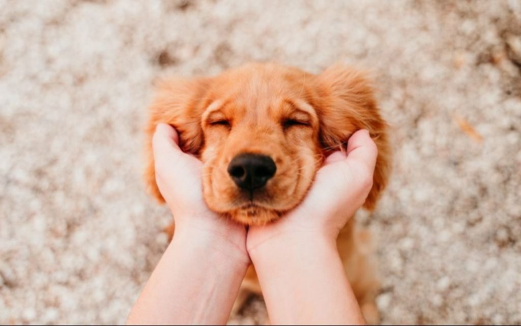 Día Mundial del Perro Adoptado: por qué se celebra y lo que tenés que saber para adoptar