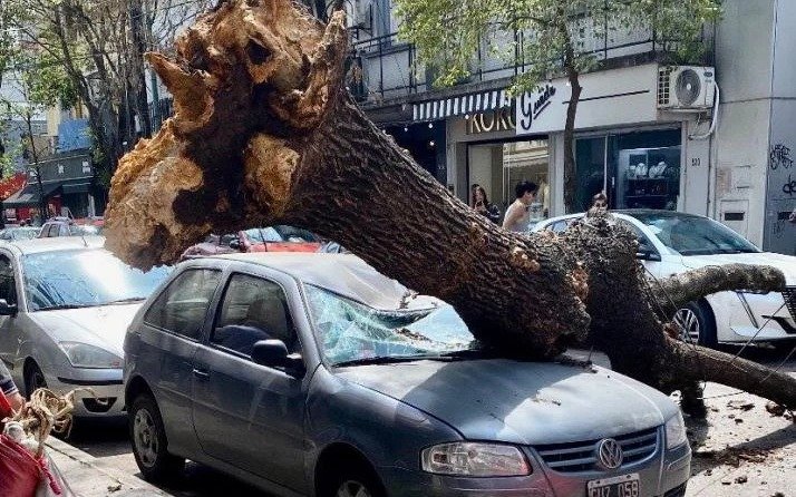 Quilmes centro: árbol cayó sobre automóvil
