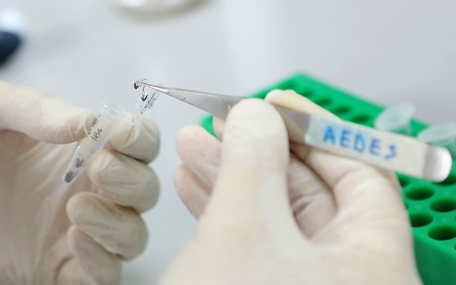Dengue: alerta en la Provincia por tres mutaciones de mosquitos resistentes a insecticidas