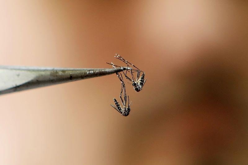 El mosquito que contagia el dengue se hace fuerte frente al insecticida