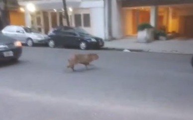 El "carpincho porteño" que sorprendió a todos en las calles de Recoleta